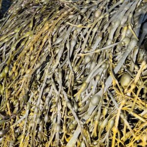 Kelp Fermenté